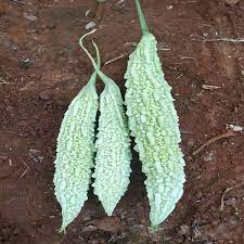 Bitter Gourd White(Kakara)